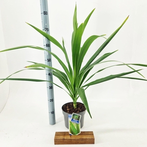 Cordyline