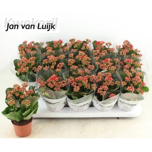 KALAN CALAN LUIJK RUBIO RED P9
