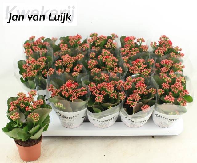 <h4>KALAN CALAN LUIJK RUBIO RED P9</h4>