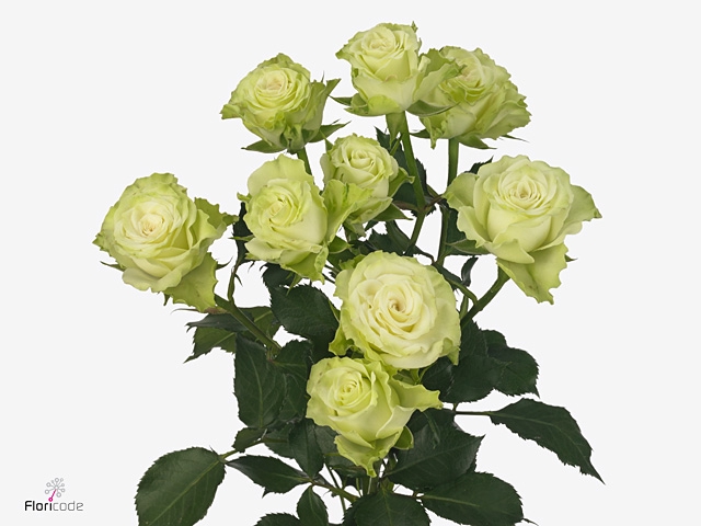 <h4>R Tr Green Glow Molo</h4>