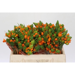 Ornithogalum Dubium Sunshine