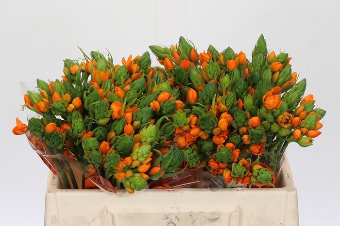 <h4>Ornithogalum Dubium Sunshine</h4>