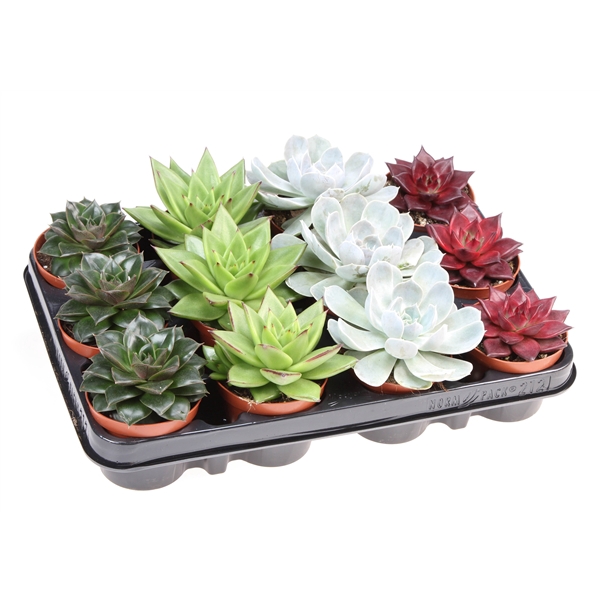 <h4>Echeveria special mix</h4>