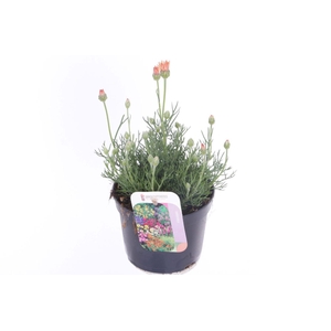 Rhodanthemum Zagore Orange