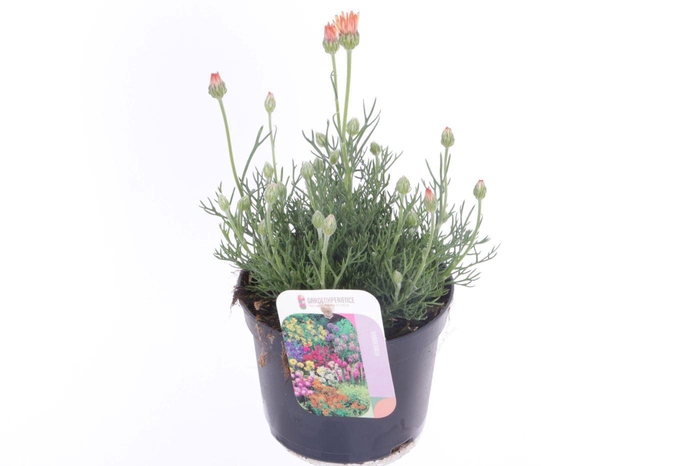 <h4>Rhodanthemum Zagore Orange</h4>