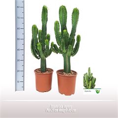 <h4>Euphorbia ingens</h4>