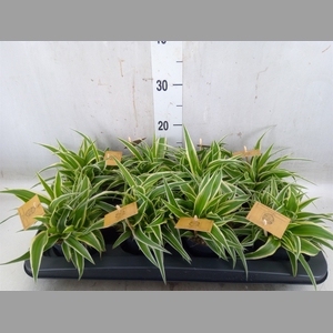 Chlorophytum com. 'Ocean'