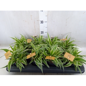 Chlorophytum com. 'Ocean'