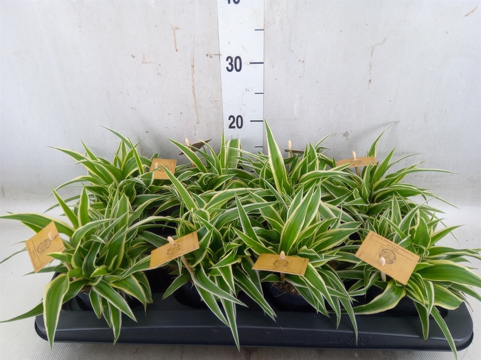 <h4>Chlorophytum com. 'Ocean'</h4>