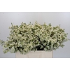 Chamelaucium Ivory Pearl