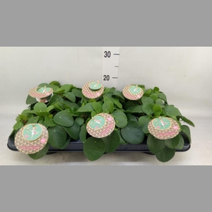 Pilea peperomioides