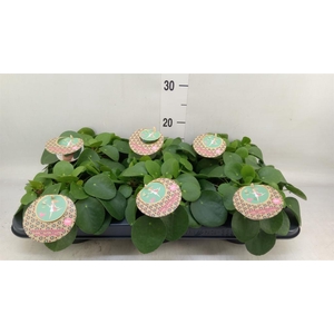 Pilea peperomioides