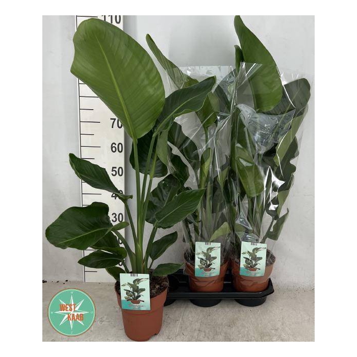 <h4>Strelitzia Nicolai 19Ø 115cm 2pp</h4>