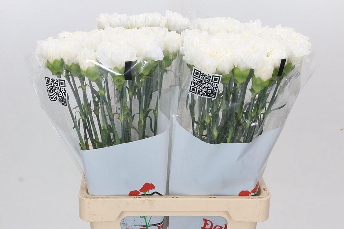 <h4>Dianthus St Holly</h4>