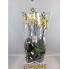 Phalaenopsis   ...