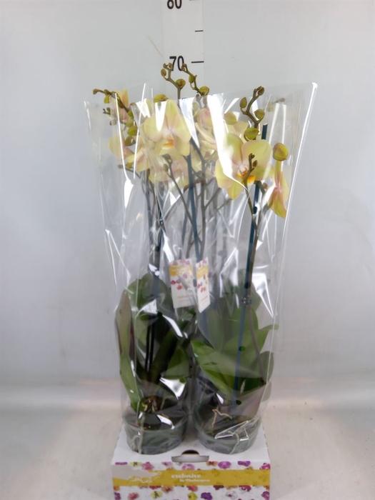 Phalaenopsis   ...