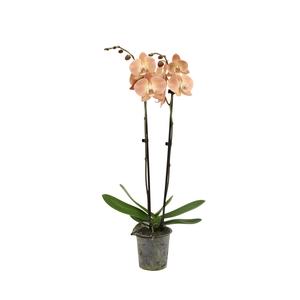 Phal Pumpkion 2T16+
