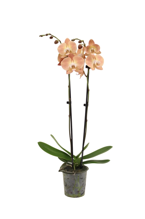<h4>Phal Pumpkion 2T16+</h4>