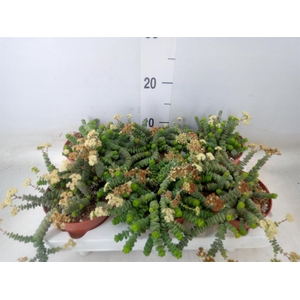 Crassula marnieriana