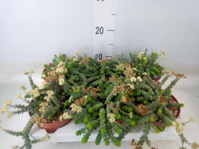 <h4>Crassula marnieriana</h4>
