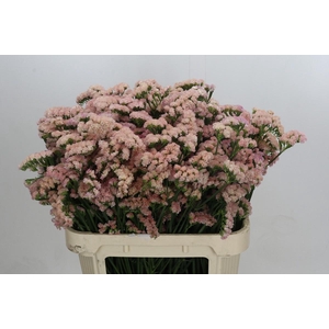 Limonium sinuatum Lucia Apricot