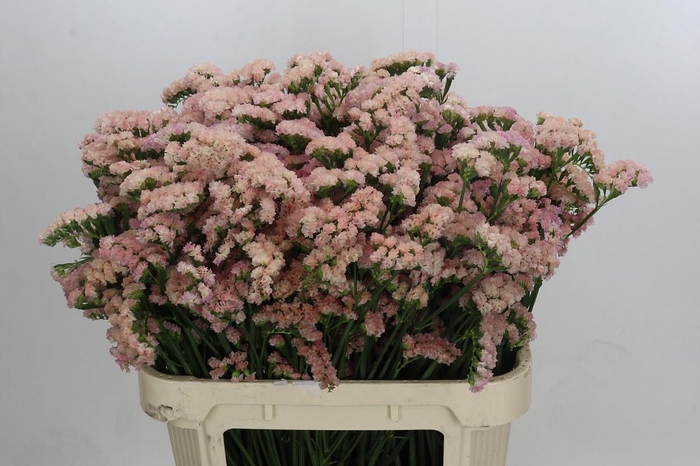 <h4>Limonium sinuatum Lucia Apricot</h4>