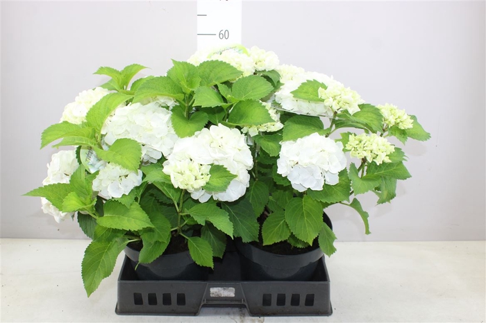 Hydrangea Macr Wit 5-7