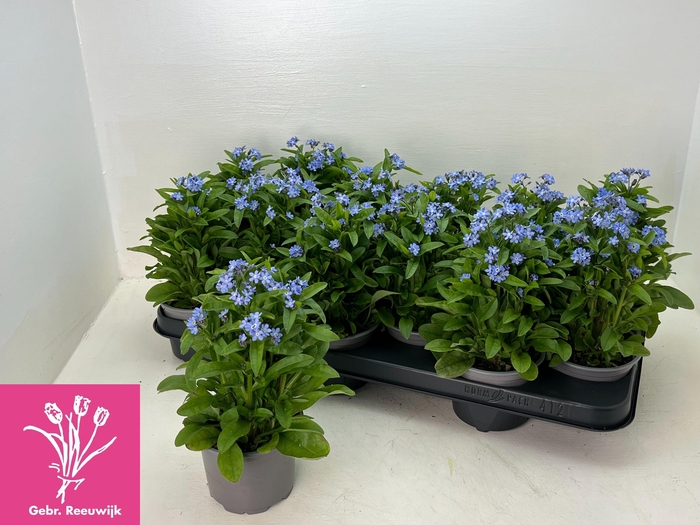 <h4>MYOS SY MON AMIE</h4>