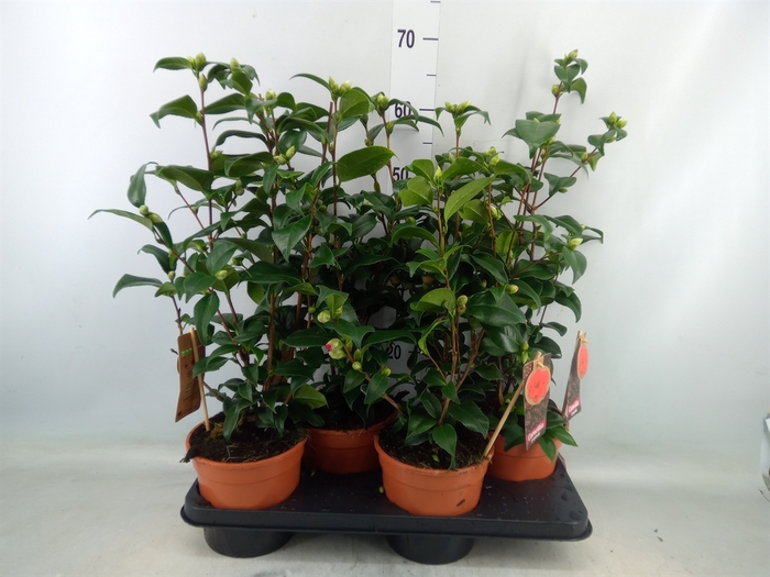 <h4>Camellia japonica</h4>