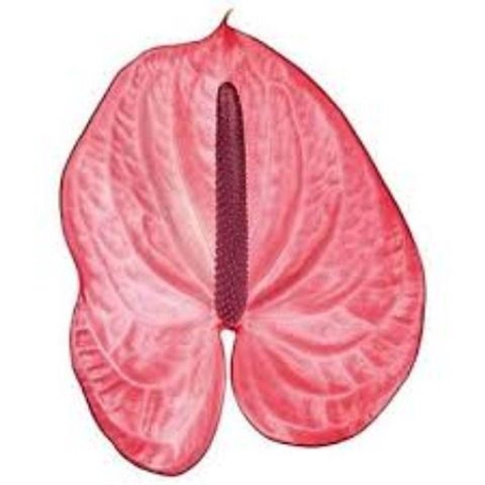 <h4>Anthurium andr. 'Candy'</h4>