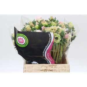 Anemone Mistral Plus White