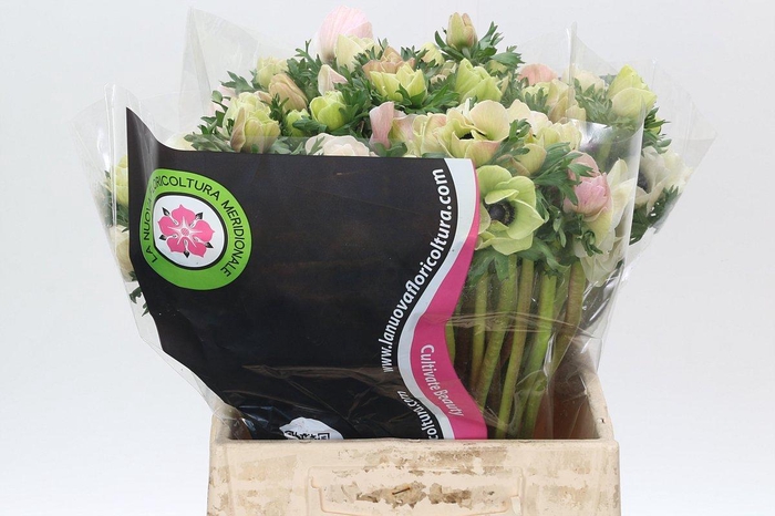 <h4>Anemone Mistral Plus White</h4>