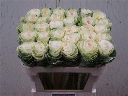 <h4>Brass Empire White</h4>