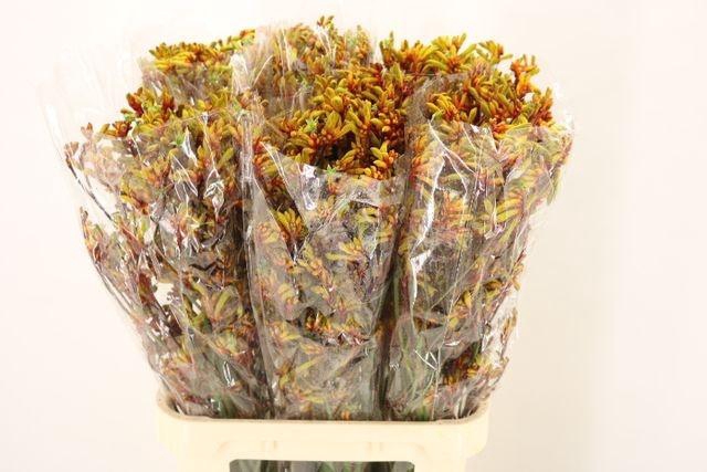 <h4>Anigoz Gold Fever</h4>