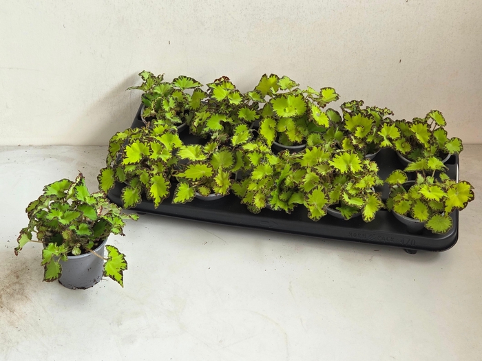 <h4>BEG M C JIVE</h4>