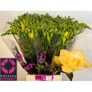 Freesia du Boulevard