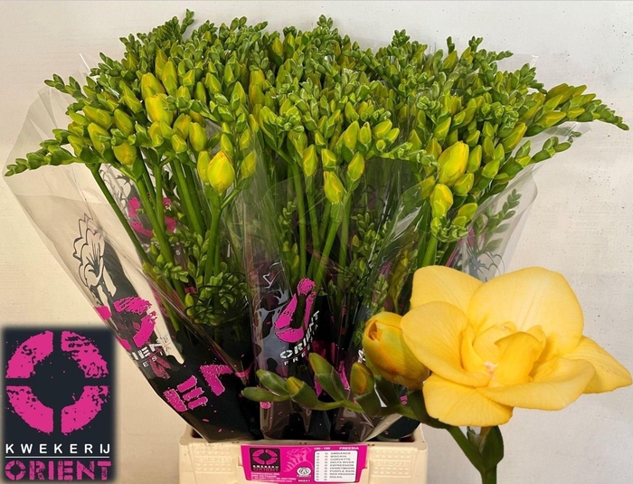 <h4>Freesia du Boulevard</h4>
