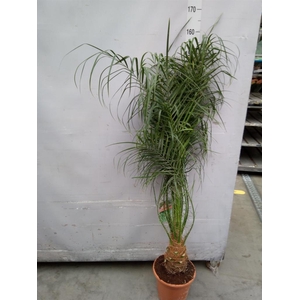 Phoenix roebelenii