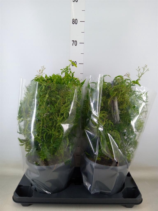 <h4>Jasminum polyanthum</h4>