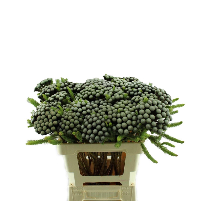 <h4>Kaaps Albiflora Groen</h4>