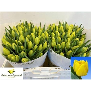 Tu Du Double Trouble