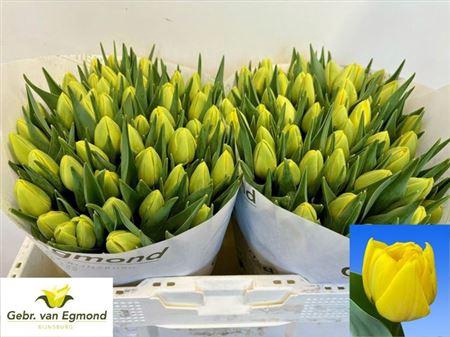 <h4>Tu Du Double Trouble</h4>