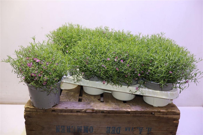 <h4>arr8 Gyps M Gypsy</h4>