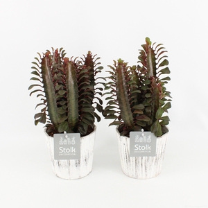 Euphorbia Trigona Rubra in wood wit
