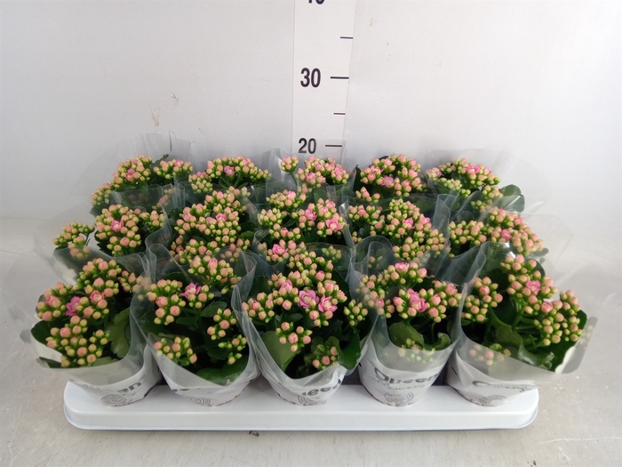 <h4>Kalanchoe  'RoseFlow Audrey'</h4>