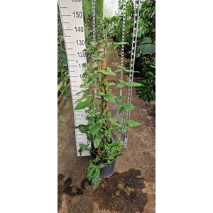 Syngonium