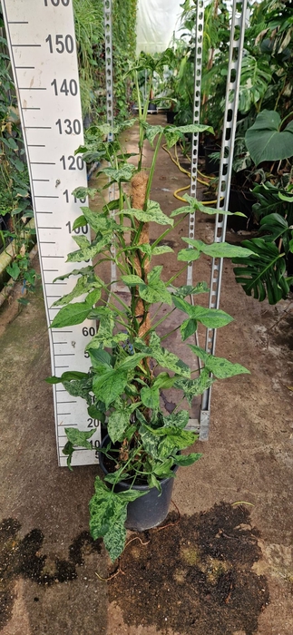 <h4>Syngonium</h4>