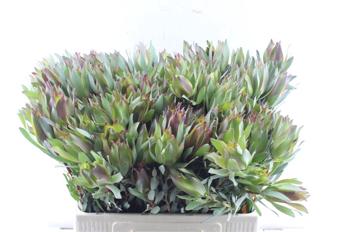 <h4>Leucad High Light</h4>