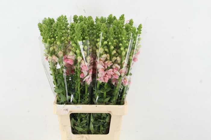 <h4>ANTIR POTOMAC APPLE BLOSSEM</h4>