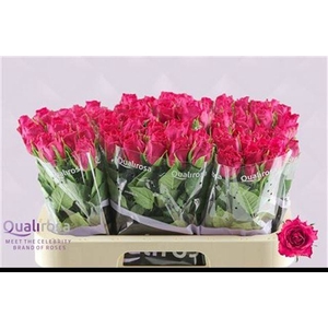 R GR MADAM CERISE